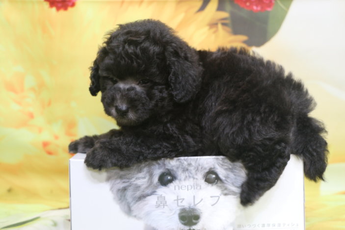 トイプードル子犬シルバー男の子生後7週間、ブリーダー。千葉県鎌ヶ谷市船橋市市川市柏市白井市印西市千葉市画像