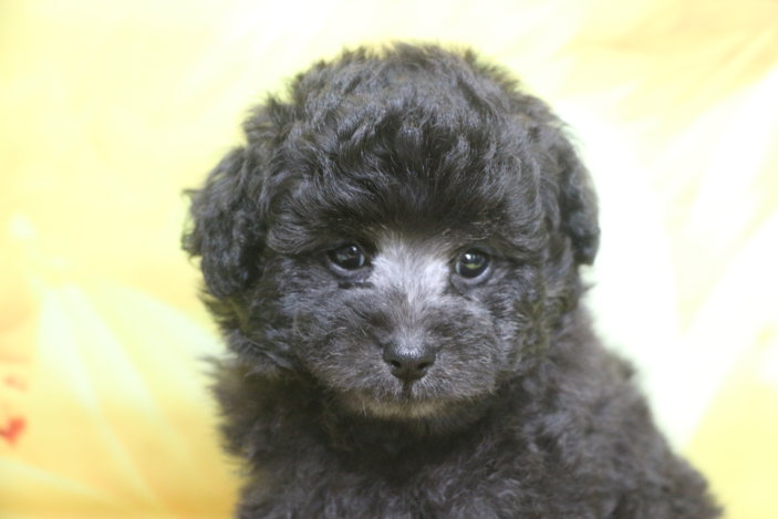 トイプードル子犬シルバー男の子生後7週間、ブリーダー。千葉県鎌ヶ谷市船橋市市川市柏市白井市印西市千葉市画像