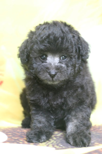 トイプードル子犬シルバー男の子生後7週間、ブリーダー。千葉県鎌ヶ谷市船橋市市川市柏市白井市印西市千葉市画像