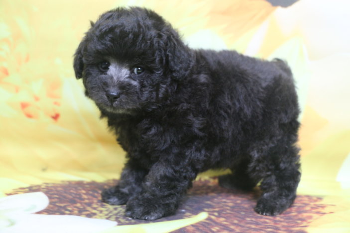 トイプードル子犬シルバー男の子生後7週間、ブリーダー。千葉県鎌ヶ谷市船橋市市川市柏市白井市印西市千葉市画像