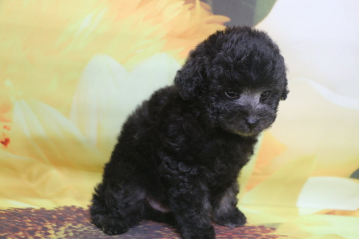 トイプードル子犬シルバー男の子生後7週間、ブリーダー。千葉県鎌ヶ谷市船橋市市川市柏市白井市印西市千葉市画像