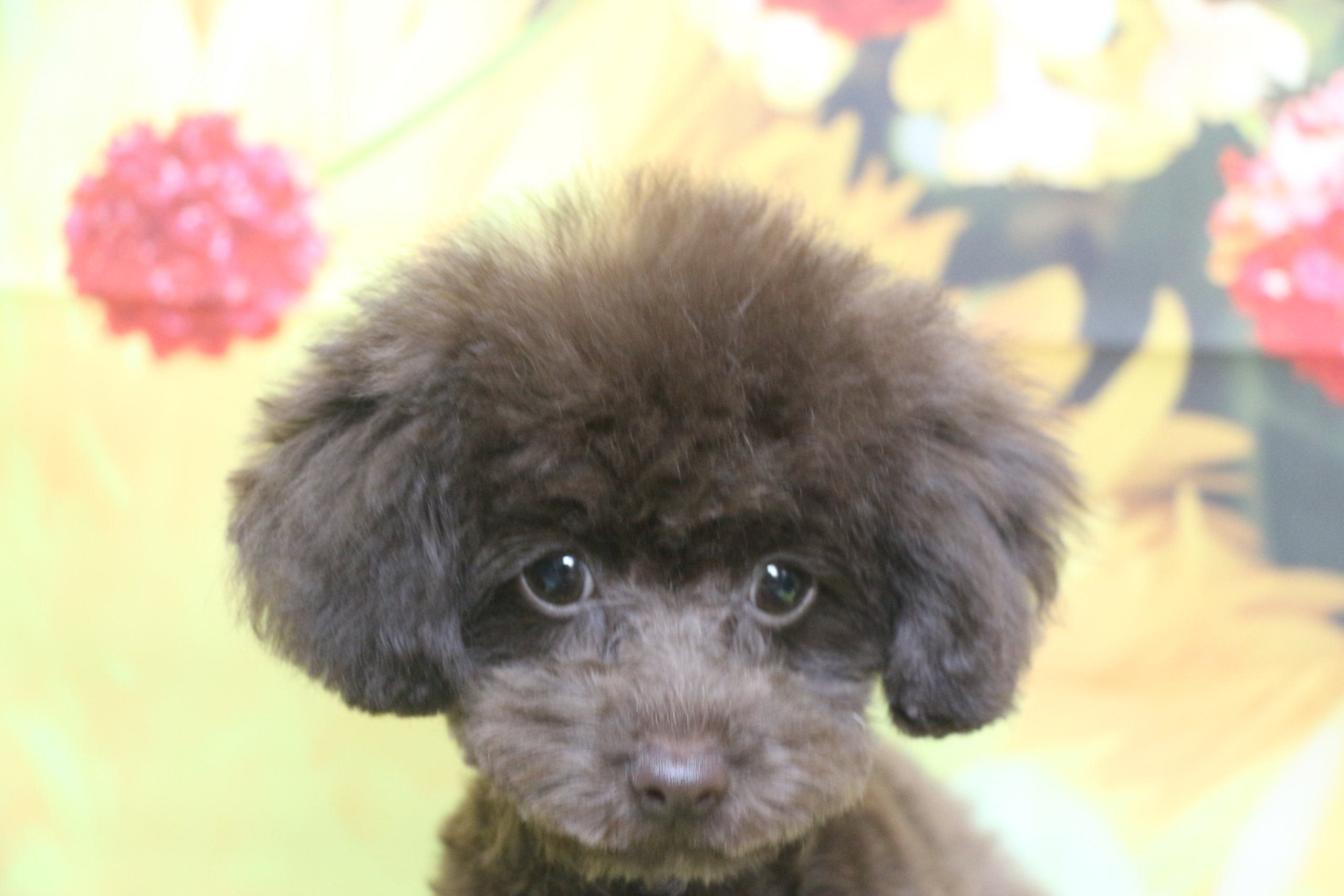 ティーカッププードル子犬ブラウン女の子、生後4ヶ月。千葉県鎌ヶ谷市船橋市市川市松戸市柏市白井市印西市ブリーダー画像