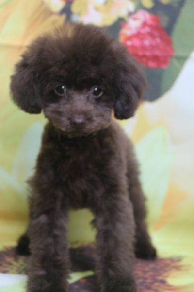 ティーカッププードル子犬ブラウン女の子、生後4ヶ月。千葉県鎌ヶ谷市船橋市市川市松戸市柏市白井市印西市ブリーダー画像