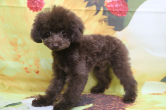 ティーカッププードル子犬ブラウン女の子、生後4ヶ月。千葉県鎌ヶ谷市船橋市市川市松戸市柏市白井市印西市ブリーダー画像