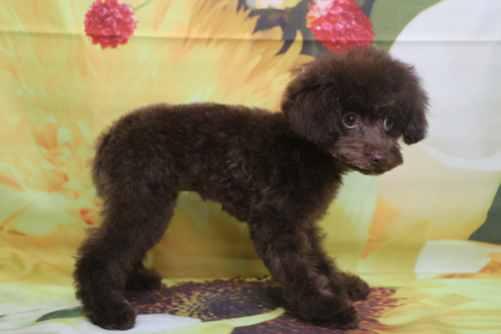 ティーカッププードル子犬ブラウン女の子、生後4ヶ月。千葉県鎌ヶ谷市船橋市市川市松戸市柏市白井市印西市ブリーダー画像