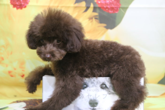 ティーカッププードル子犬ブラウン女の子、生後4ヶ月。千葉県鎌ヶ谷市船橋市市川市松戸市柏市白井市印西市ブリーダー画像