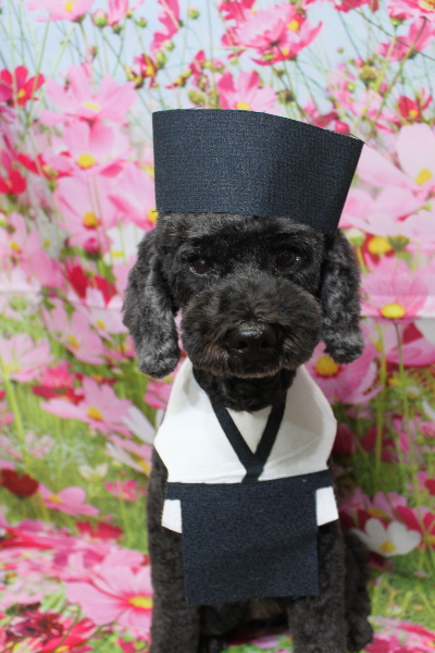 千葉県松戸市のトイプードルのトリミング画像