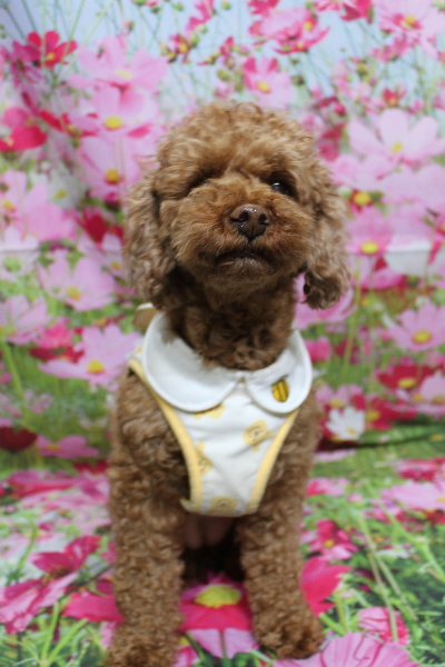 千葉県鎌ケ谷市トイプードルのトリミング前画像