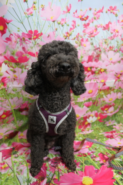 千葉県鎌ヶ谷市のトイプードルのトリミング前画像