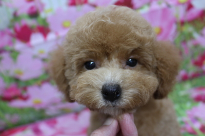 トイプードルブリーダーの子犬、トリミング画像