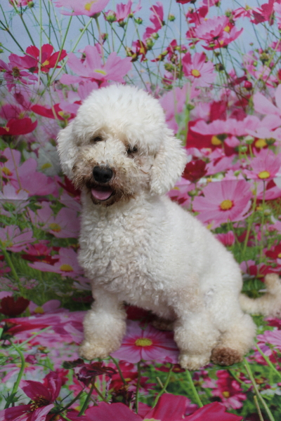 トイプードルブリーダーの成犬、トリミング前画像