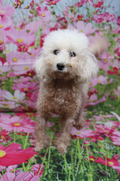 トイプードルブリーダーの成犬、トリミング画像