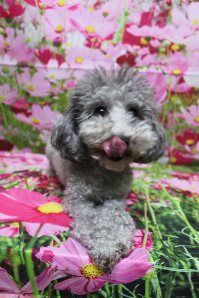 トイプードルブリーダーの成犬、トリミング画像