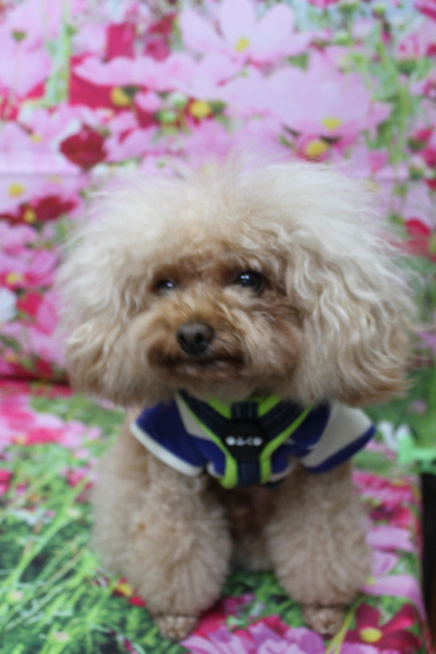 千葉県千葉市のトイプードルのトリミング前画像