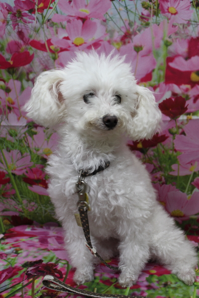 千葉県習志野市のトイプードルのトリミング前画像