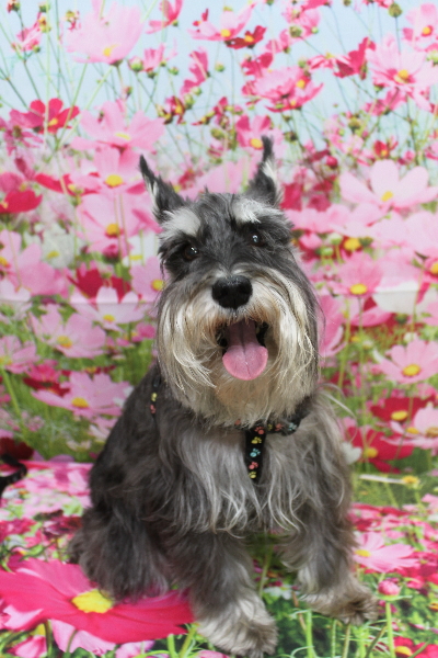 千葉県船橋市のミニチュアシュナウザーのトリミング前画像