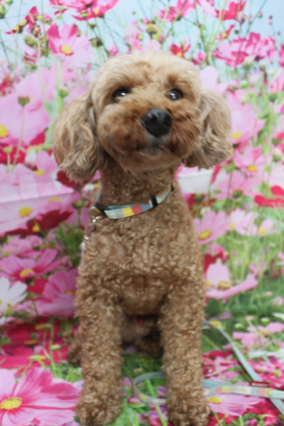 千葉県船橋市のトイプードルのトリミング前画像