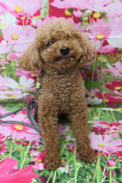 千葉県船橋市のトイプードルのトリミング前画像