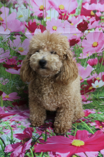 トイプードルブリーダーの成犬、トリミング画像