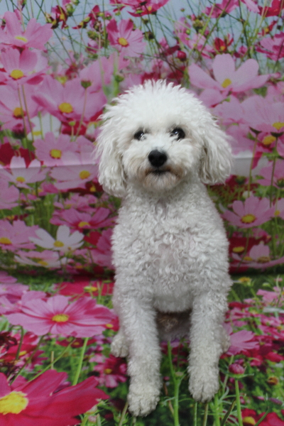 千葉県市川市のトイプードルのトリミング前画像