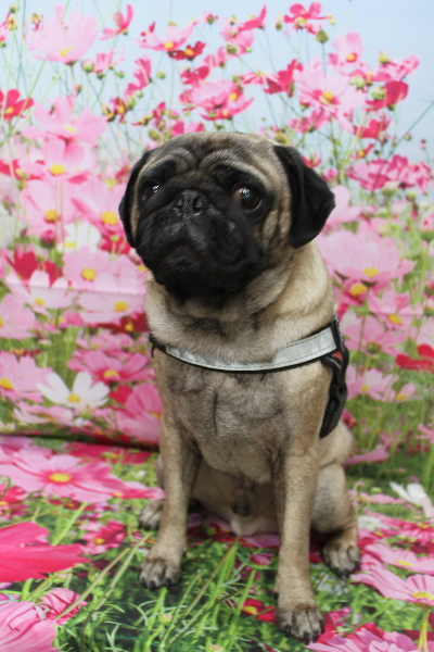 千葉県鎌ケ谷市のパグのトリミング前画像