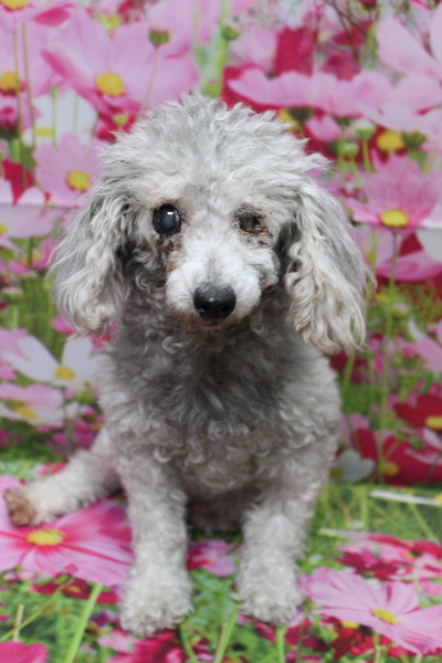 トイプードルブリーダーの成犬、トリミング前画像