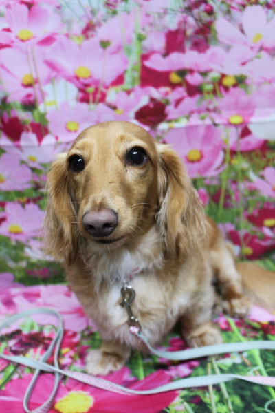 千葉県船橋市のミニチュアダックスのトリミング前画像