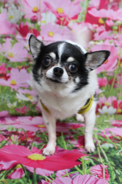 千葉県鎌ヶ谷市のチワワのトリミング前画像