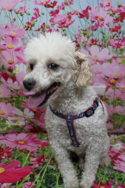 千葉県市川市のトイプードルのトリミング前画像