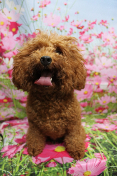 トイプードルブリーダーの成犬、トリミング前画像