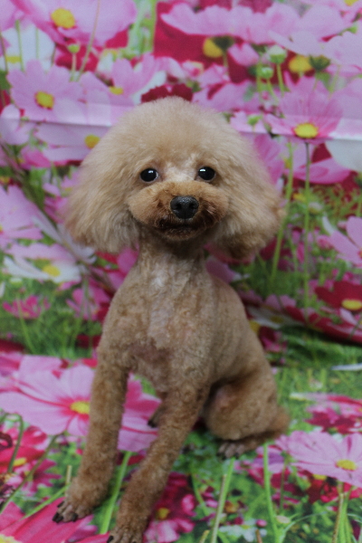 トイプードルブリーダーの成犬、トリミング画像