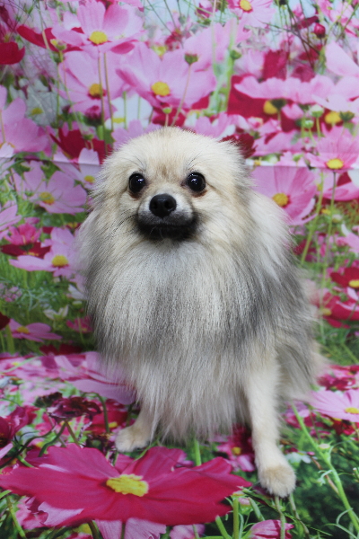 千葉県船橋市のポメラニアンのトリミング前画像