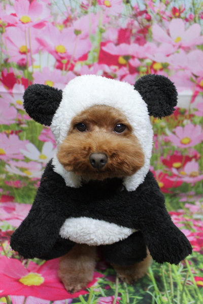 千葉県市川市のトイプードルのトリミング画像