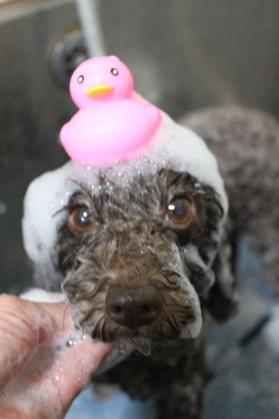 千葉県市川市のトイプードルのシャンプー画像