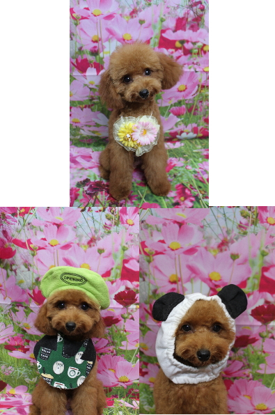 千葉県船橋市のトイプードルのトリミング画像