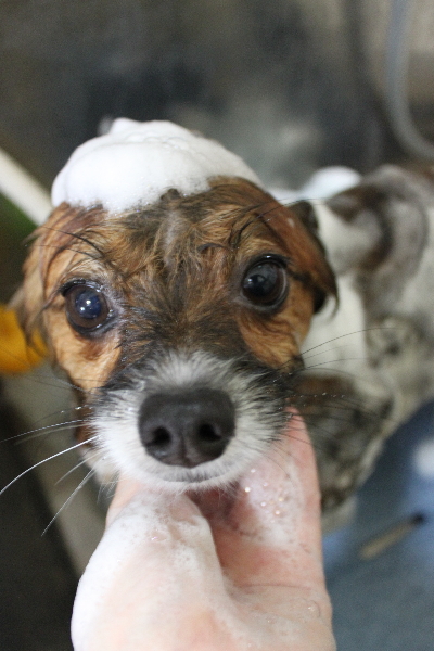 千葉県鎌ヶ谷市のパピヨンのシャンプー画像