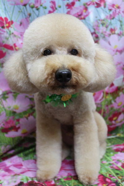 千葉県船橋市のトイプードルのトリミング画像