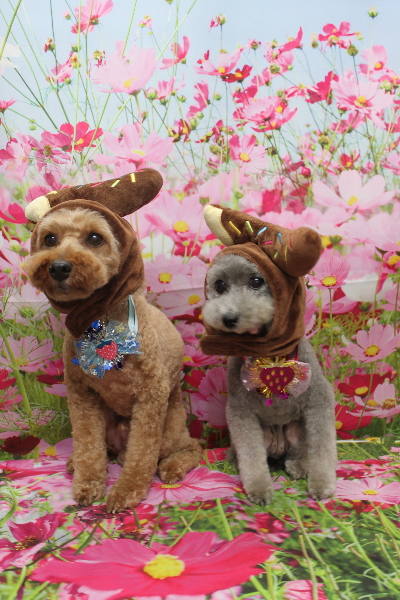 千葉県船橋市のトイプードルのトリミング画像