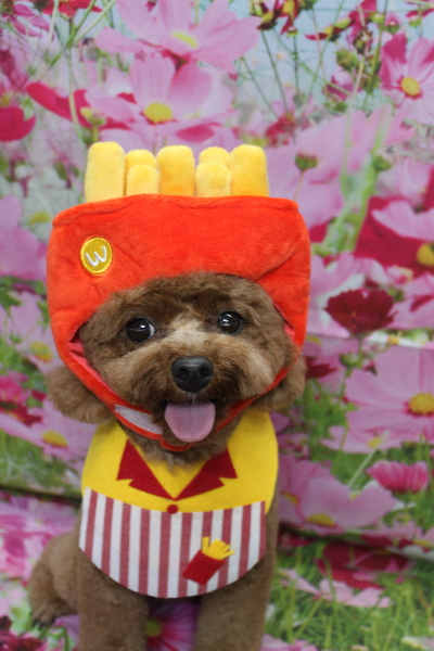 千葉県鎌ケ谷市トイプードルのトリミング画像