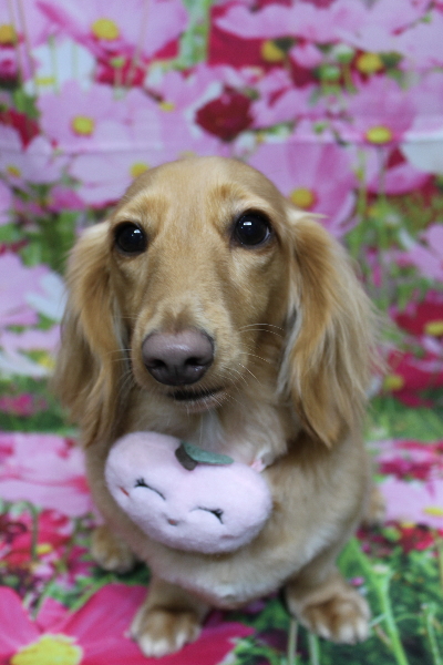 千葉県船橋市のミニチュアダックスのトリミング画像