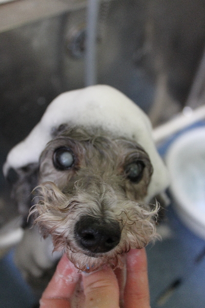 千葉県船橋市のトイプードルのシャンプー画像