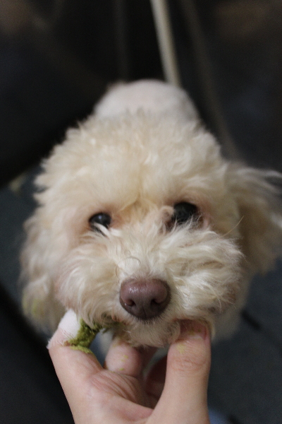 千葉県船橋市のトイプードルの歯磨き画像
