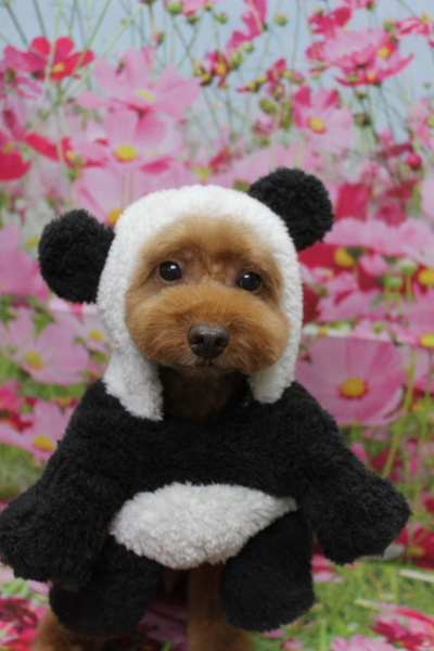 千葉県船橋市のトイプードルのトリミング画像