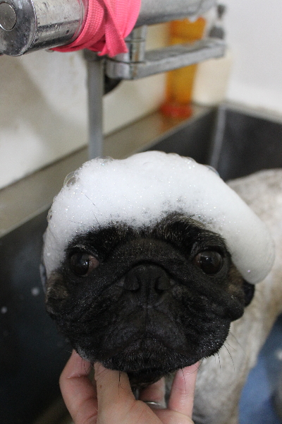 千葉県鎌ケ谷市のパグのシャンプー画像