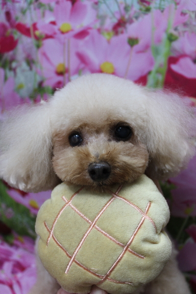 千葉県船橋市のトイプードルのトリミング画像