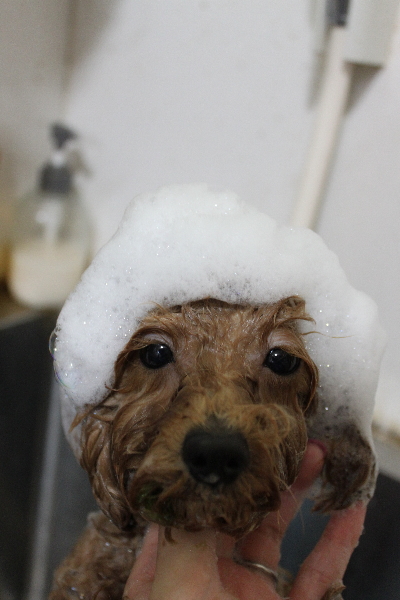 千葉県松戸市のトイプードルのシャンプー画像