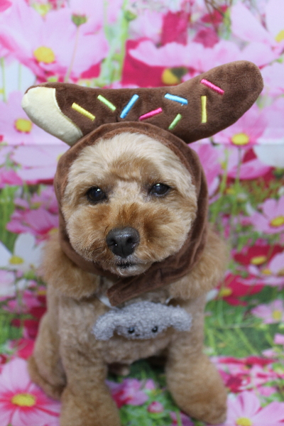 千葉県船橋市のトイプードルのトリミング画像