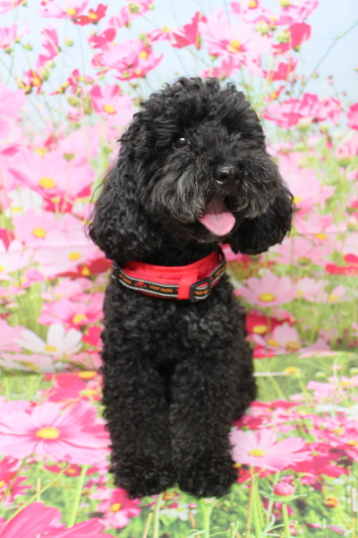 千葉県船橋市のトイプードルのトリミング前画像