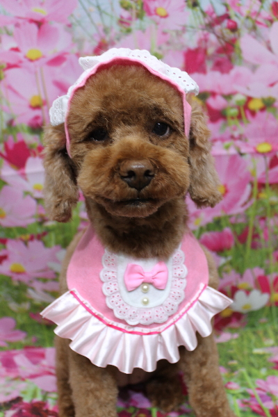 千葉県鎌ケ谷市トイプードルのトリミング画像