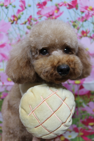 千葉県鎌ヶ谷市のトイプードルのトリミング画像